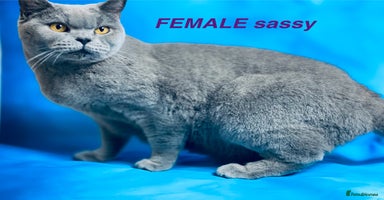 British Shorthair cats - Advert 5