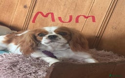 Cavalier King Charles Spaniel dogs for sale: King Charles cavalier male  - Image 4