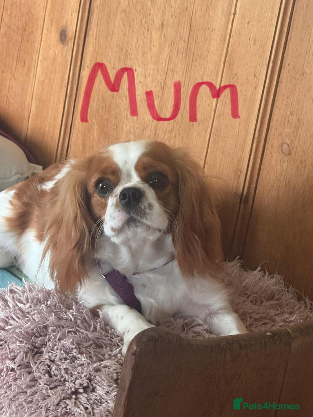 Cavalier King Charles Spaniel dogs for sale: King Charles cavalier male  - Image 4