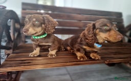 Mixed Breed dogs for sale: Dashound pups 8 weeks today 26 July  in Chesterfield - Image 6