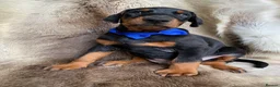 Dobermann dogs for sale: *KC REGISTERED* HEALTH TESTED DOBERMAN PUPPIES - Advert 28