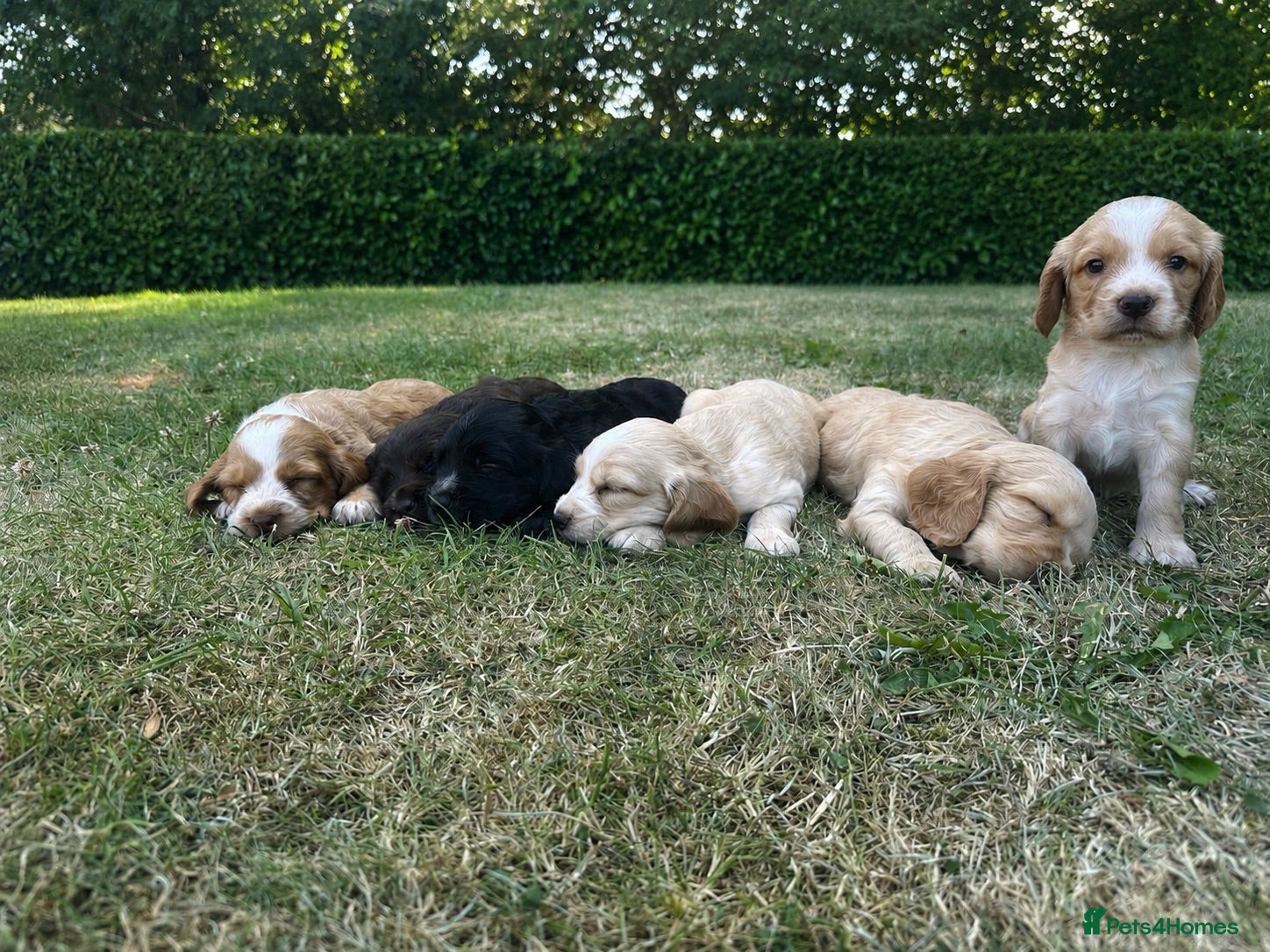 Sprocker dogs 🐾 Beautiful Sprocker Spaniel Puppies 🐾 - Advert 1