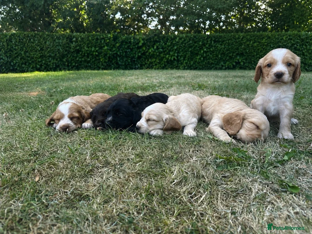 Sprocker dogs for sale: 🐾 Beautiful Sprocker Spaniel Puppies 🐾 in Barnstaple - Advert 1