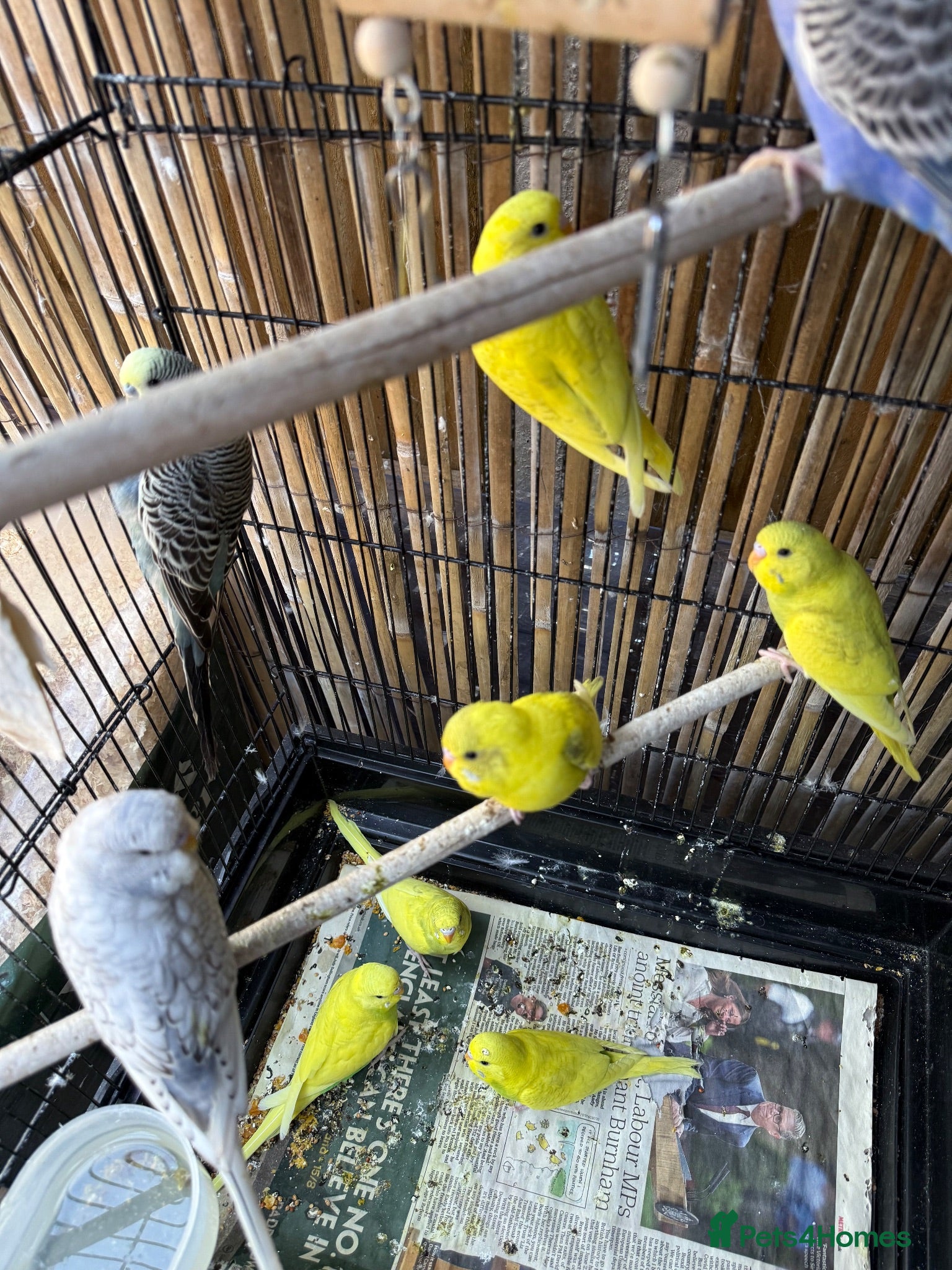 Budgerigars birds Budgies  - Advert 16