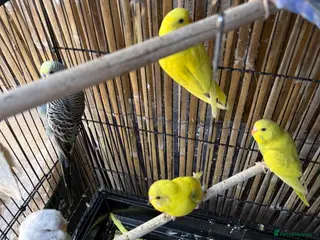 Budgerigars birds Budgies - Advert 16