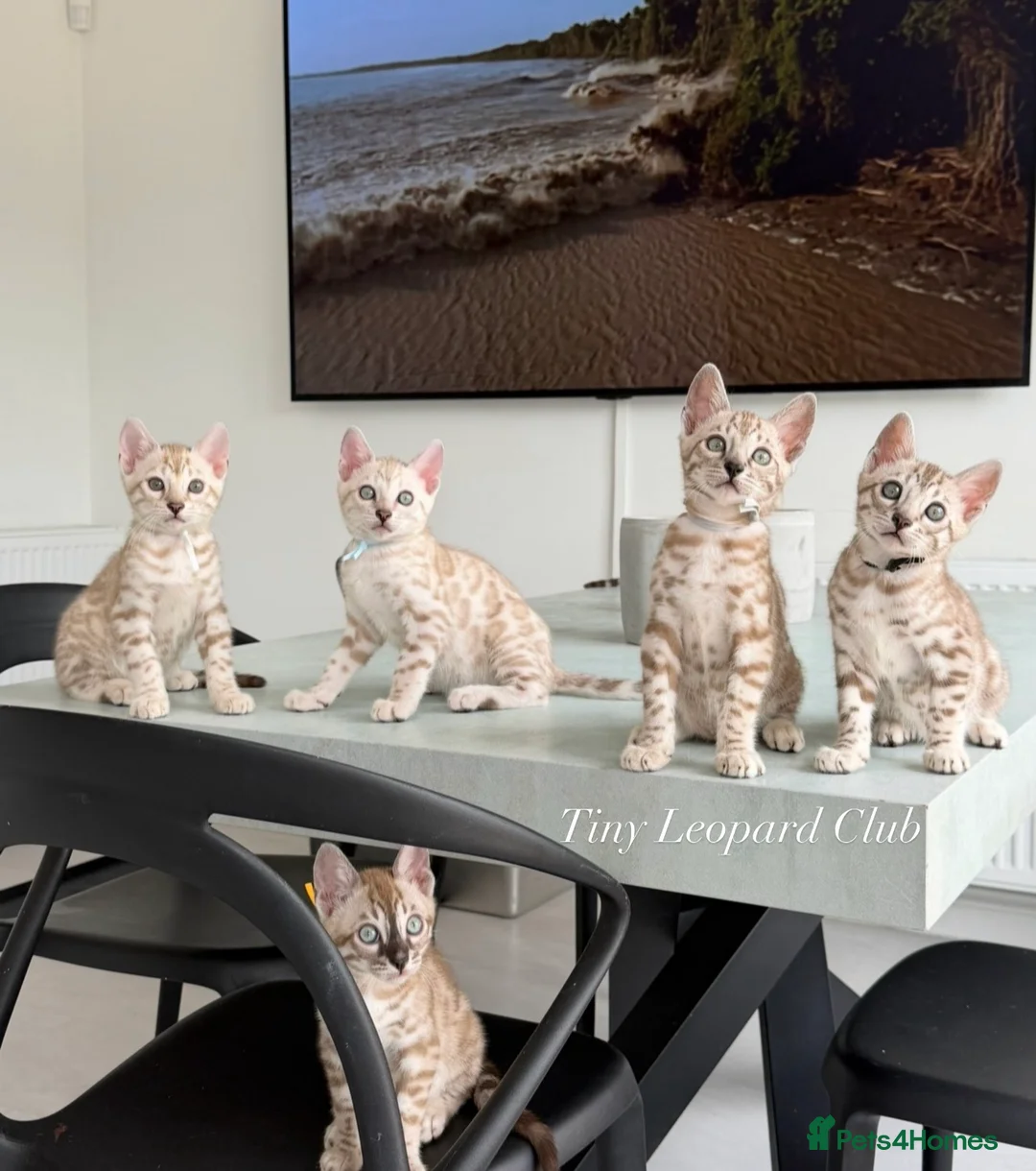 Bengal cats for sale: Stunning Snow Mink and Sepia TICA Pedigree Bengals - Advert 2