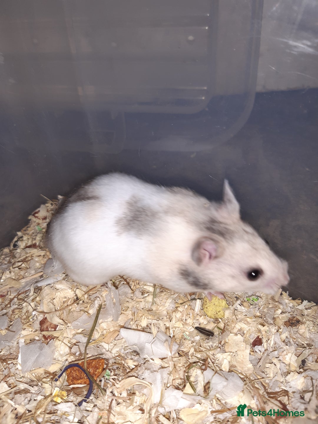Hamster rodents for sale: Baby Syrian hamsters - Advert 5