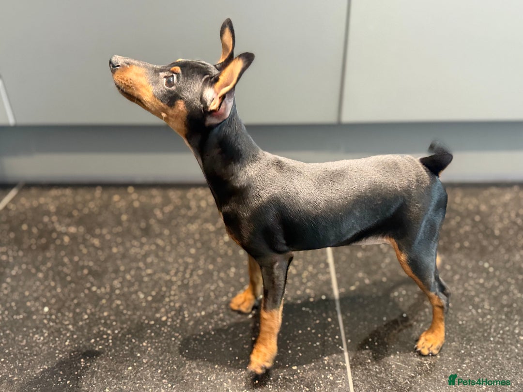 Miniature Pinscher dogs for sale: Pure 100% Miniature Pinscher-Licensed Breeder🐾❤️  - Advert 5