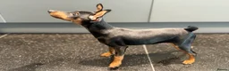 Miniature Pinscher dogs for sale: Pure 100% Miniature Pinscher-Licensed Breeder🐾❤️  - Advert 5