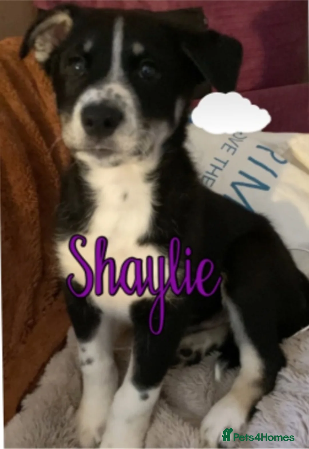 Mixed Breed dogs for sale: Beautiful Babies  in Basildon - Advert 9