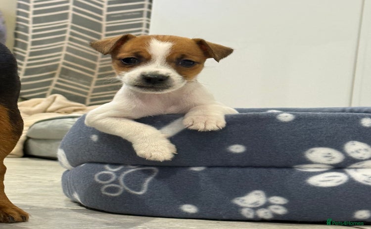 Jack Russell dogs - Advert 13