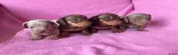 Miniature Dachshund dogs for sale: Quality Miniature Dachshund Puppies - Advert 3