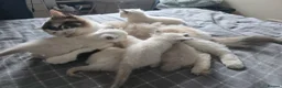 Ragdoll cats for sale: Beautiful Ragdoll Kittens – Ready to Reserve 🐾 in Edinburgh - Advert 16