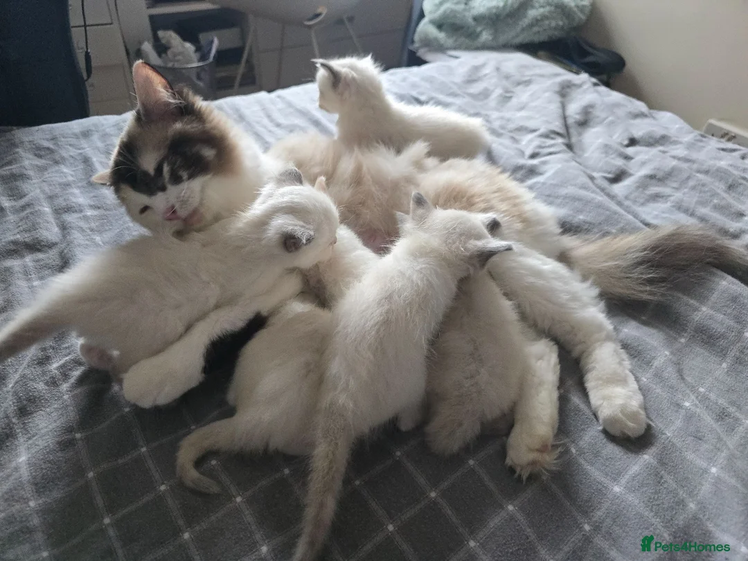 Ragdoll cats for sale: Beautiful Ragdoll Kittens – Ready to Reserve 🐾 in Edinburgh - Advert 16