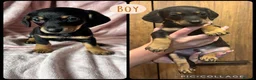 Doxiepoo dogs for sale: Doxiepoo puppies  - Advert 2