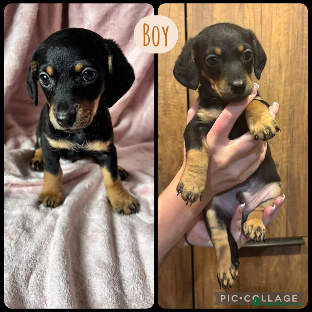 Doxiepoo dogs for sale: Doxiepoo puppies  - Advert 2