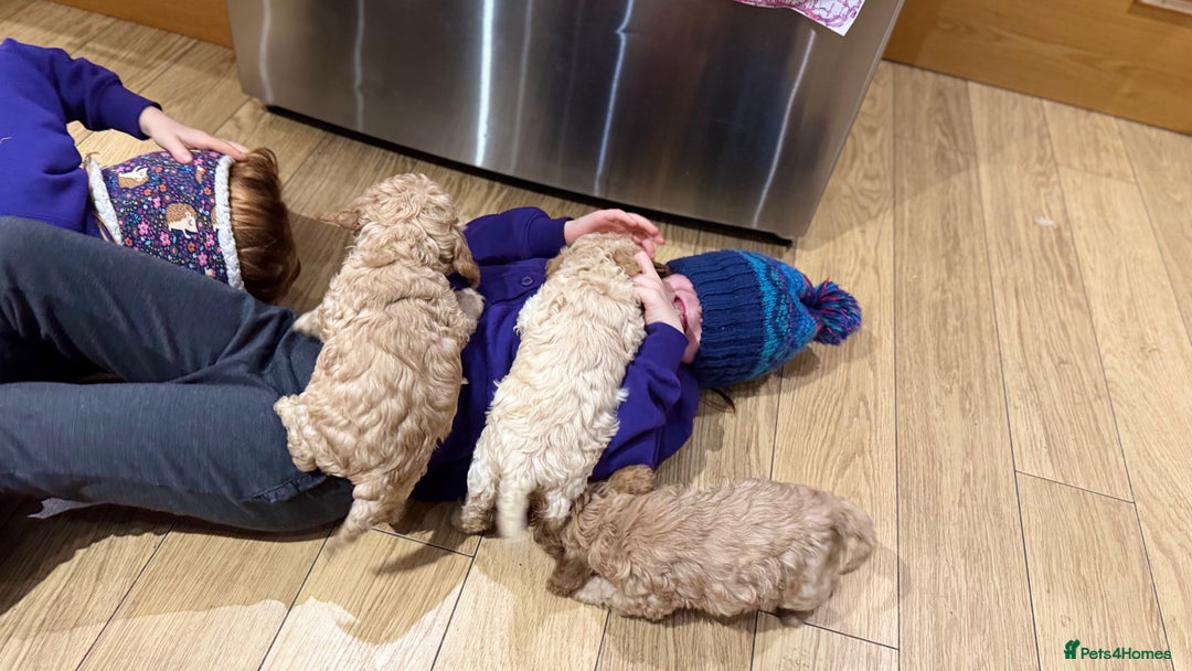 Cockapoo dogs for sale: Cockapoo puppies 🐶  - Advert 13