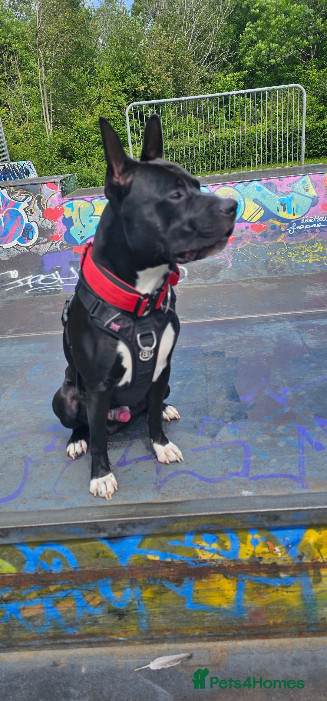 Mixed Breed dogs for stud: Dog for stud. American bully x cane corso - Advert 7