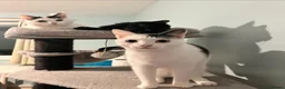 Domestic Shorthair cats for sale: 2 Bonded Brothers looking for a new home - Advert 1