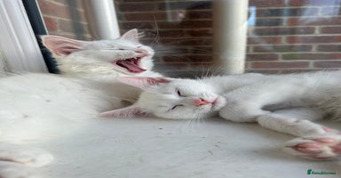 Turkish Angora cats - Advert 8