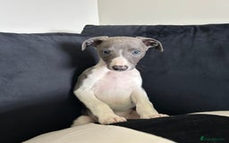 Whippet dogs for sale: WHIPPET PUPS READY TO LEAVE Aug 6th  - Image 2