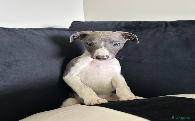 Whippet dogs - Advert 1