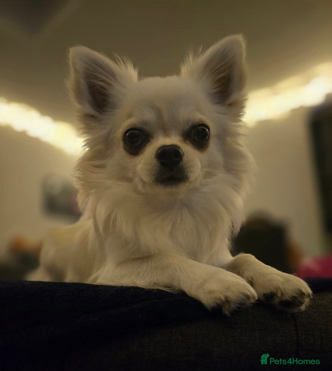 Chihuahua dogs for stud: Long haired Chihuahua for stud in Inverurie - Advert 2