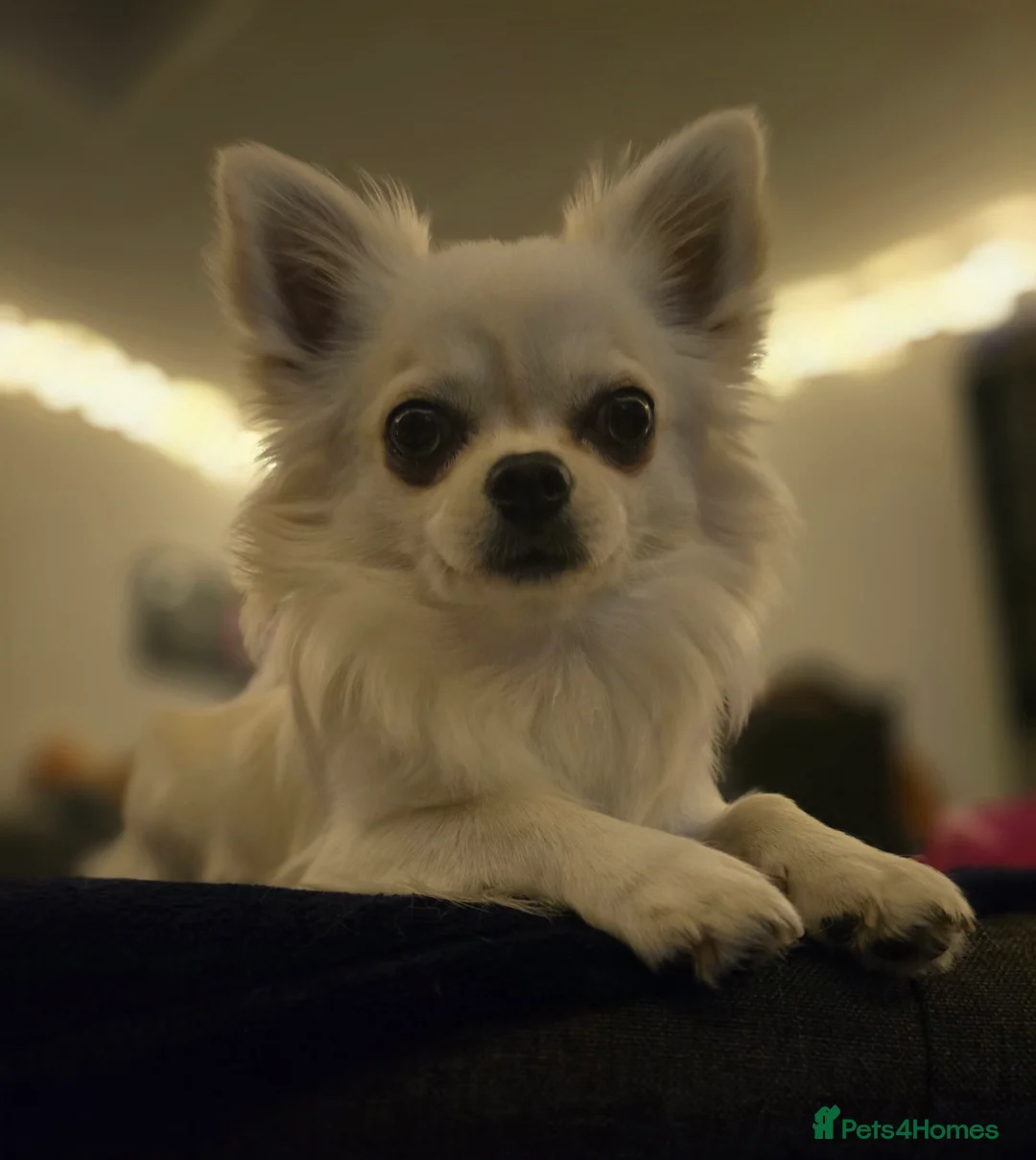 Chihuahua dogs for stud: Long haired Chihuahua for stud in Inverurie - Advert 2