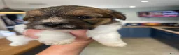 Jack Russell dogs for sale: Jack Russell rough coated for sale  - Advert 7