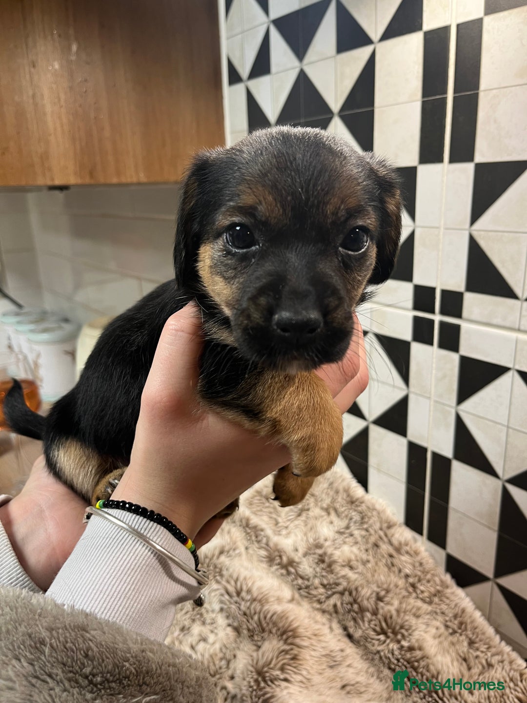 Mixed Breed dogs for sale: Cockerjacks - Advert 3