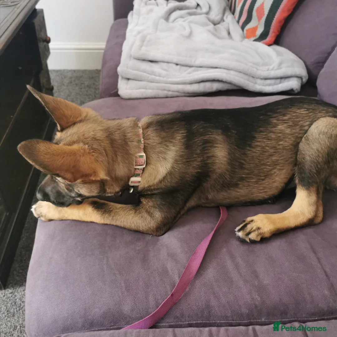 Mixed Breed dogs for sale: Shollie puppy female (German Shepherd Collie mix) - Advert 2