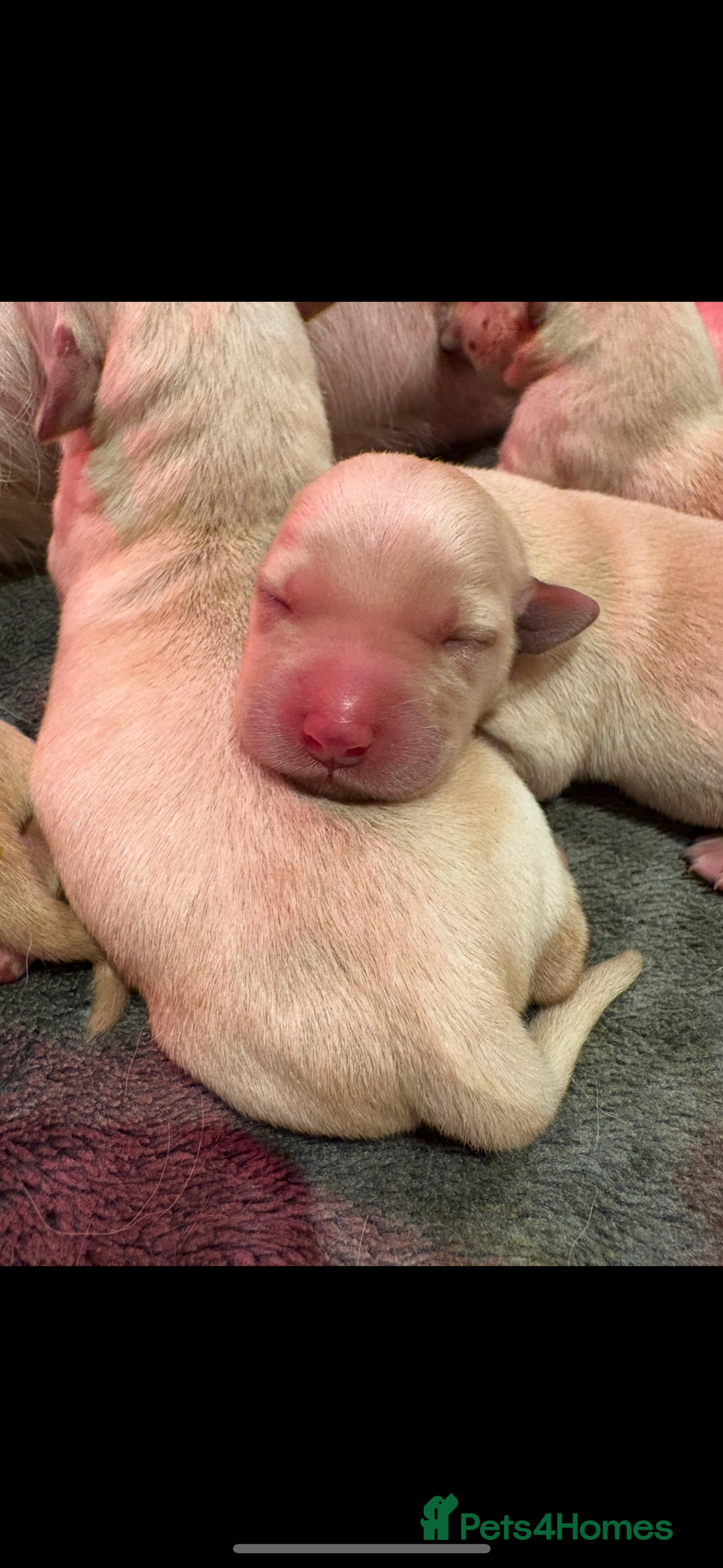 Labrador Retriever dogs for sale: Stunning litter of Labrador puppies - Advert 4