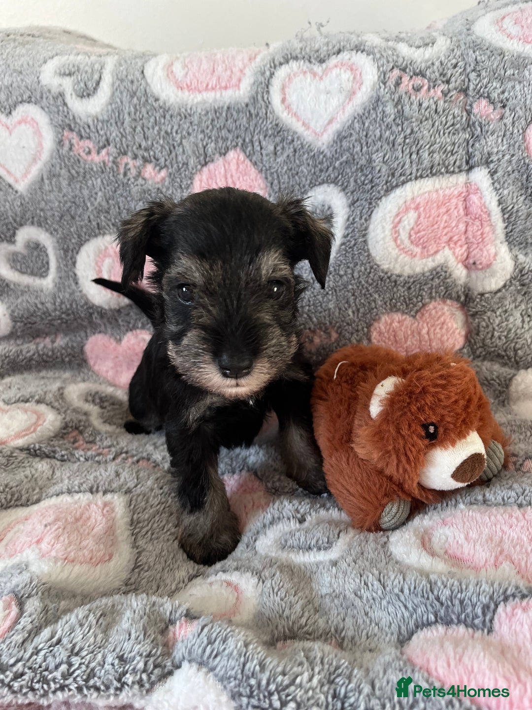 Miniature Schnauzer dogs for sale: Beautiful KC miniature Schnauzers  - Advert 31