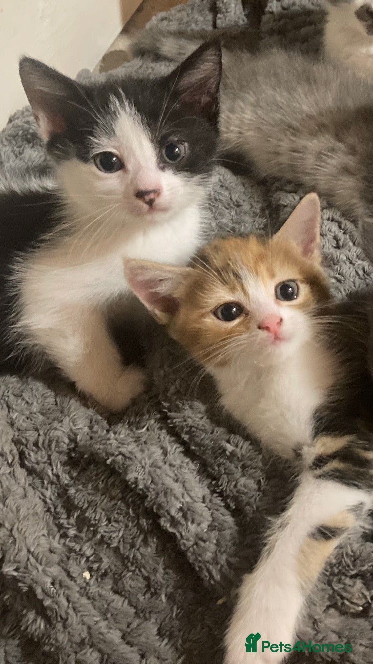 Mixed Breed cats READY NOW Beautiful part British blue kittens  - Advert 8