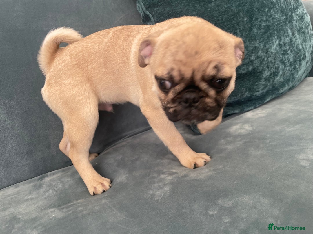Pug dogs for sale: Pug Puppies  - Image 33