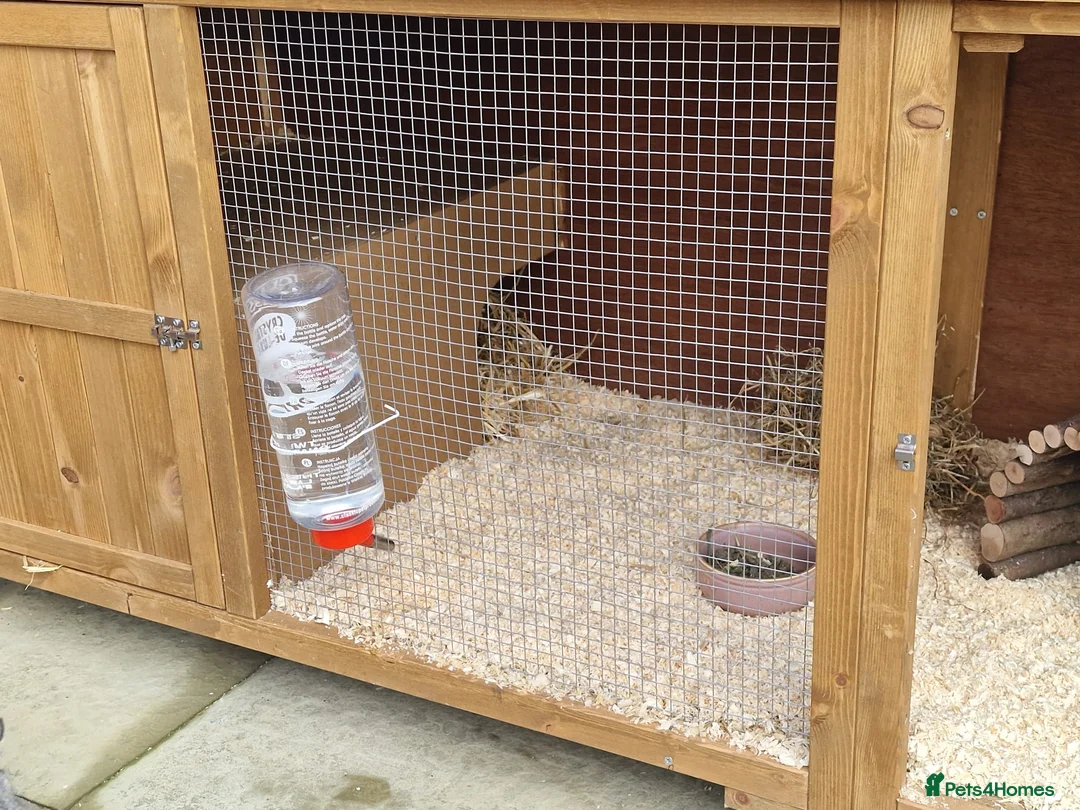 Netherland Dwarf rabbits for sale: 2 female Netherlands dwarf rabbits with hutch - Advert 17