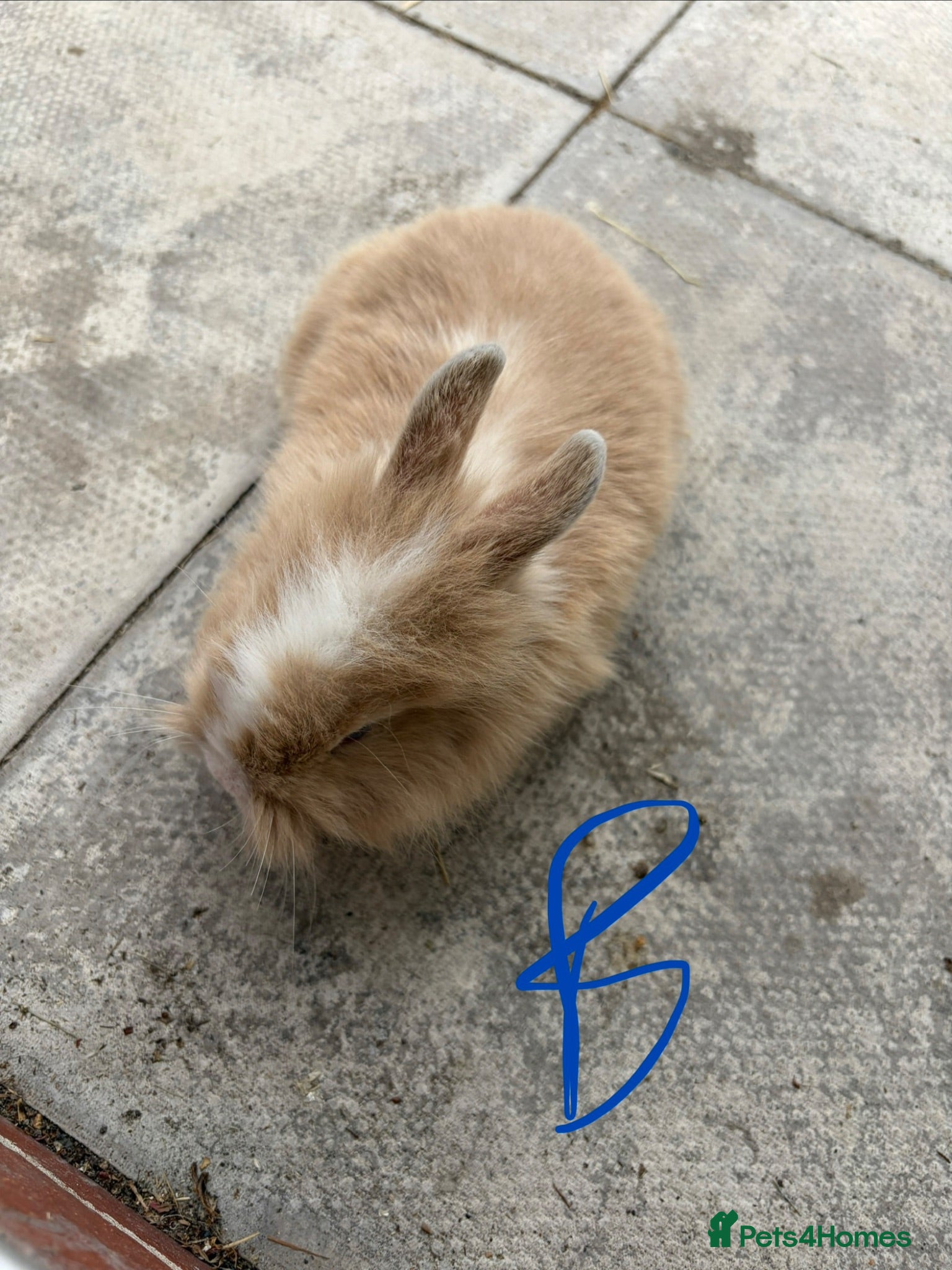 English Lop rabbits Lop ear bunny  - Advert 1