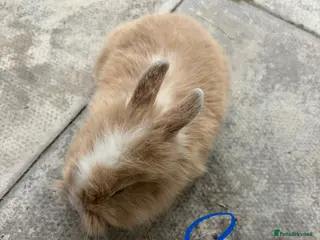 English Lop rabbits Lop ear bunny - Advert 1