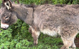 Miniature horses for sale: Beautiful baby girl donkey - Image 2