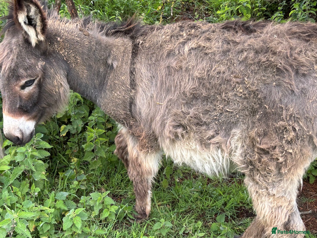 Miniature horses for sale: Beautiful baby girl donkey - Image 2