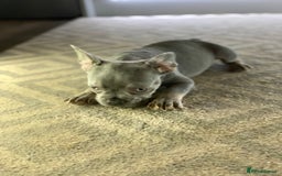 French Bulldog dogs for sale: PRADA x PRECIOUS (FLUFFY CARRIERS!) (DWKC REG) - Image 6