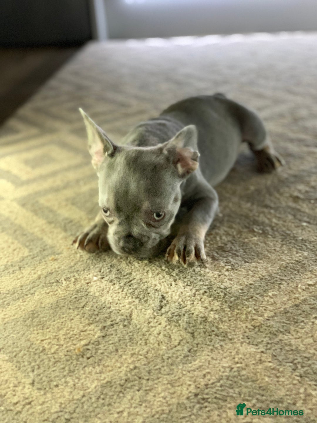 French Bulldog dogs for sale: PRADA x PRECIOUS (FLUFFY CARRIERS!) (DWKC REG) - Image 6
