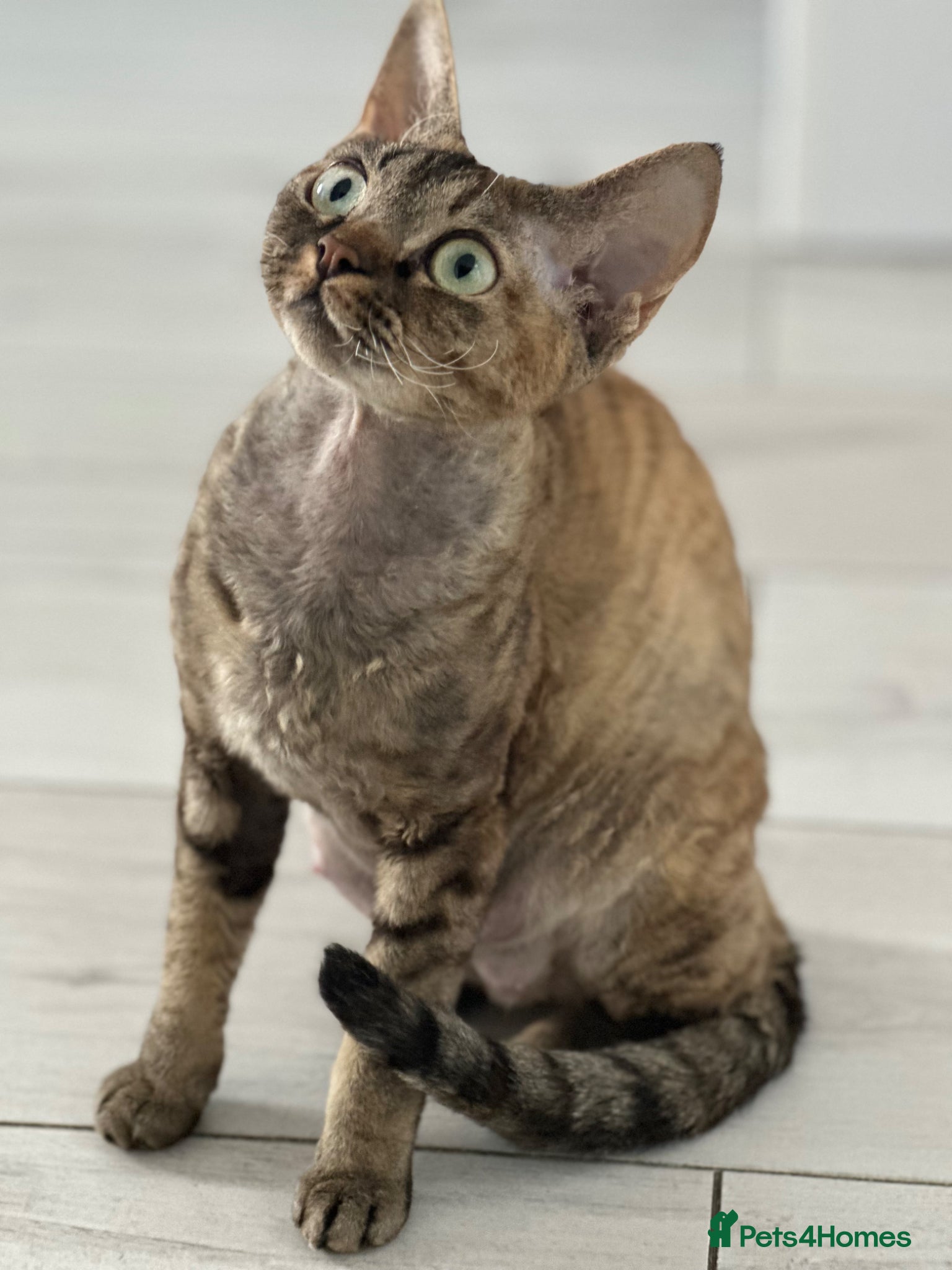 Devon Rex cats for sale: Devon Rex  - Advert 3