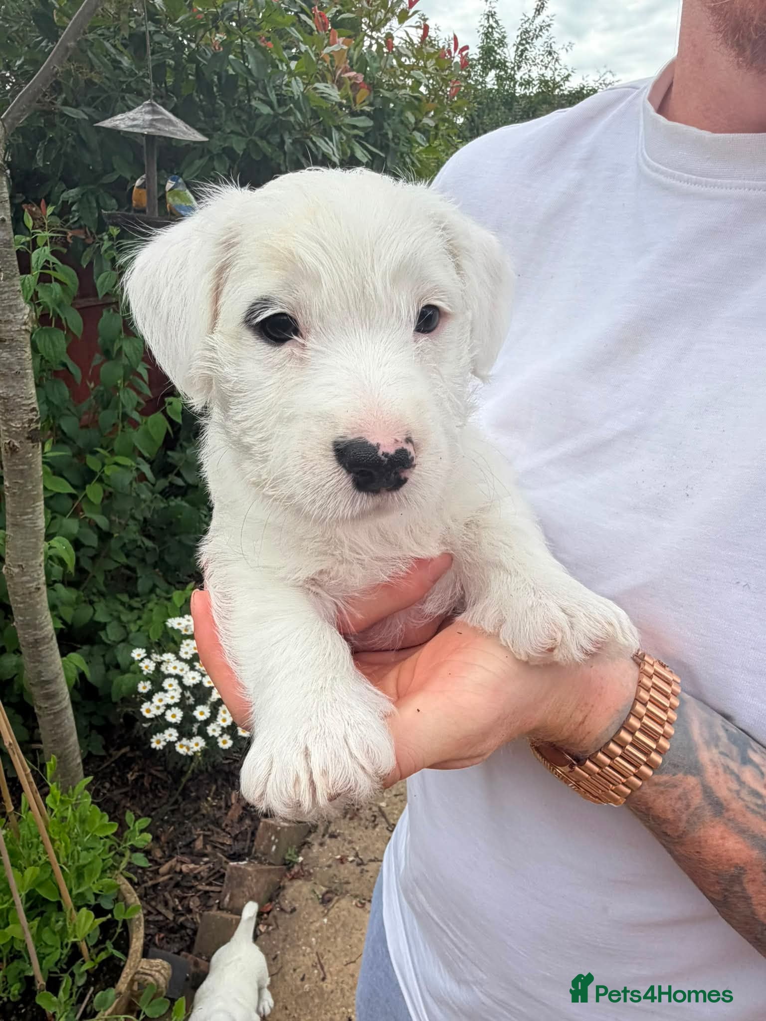 Sealyham Terrier dogs 2 Sealyham terrier puppies left for sale - Advert 2