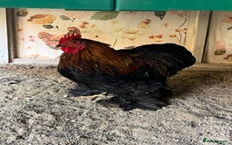 Chickens poultry for sale: 4x pekin bantams  - Image 2
