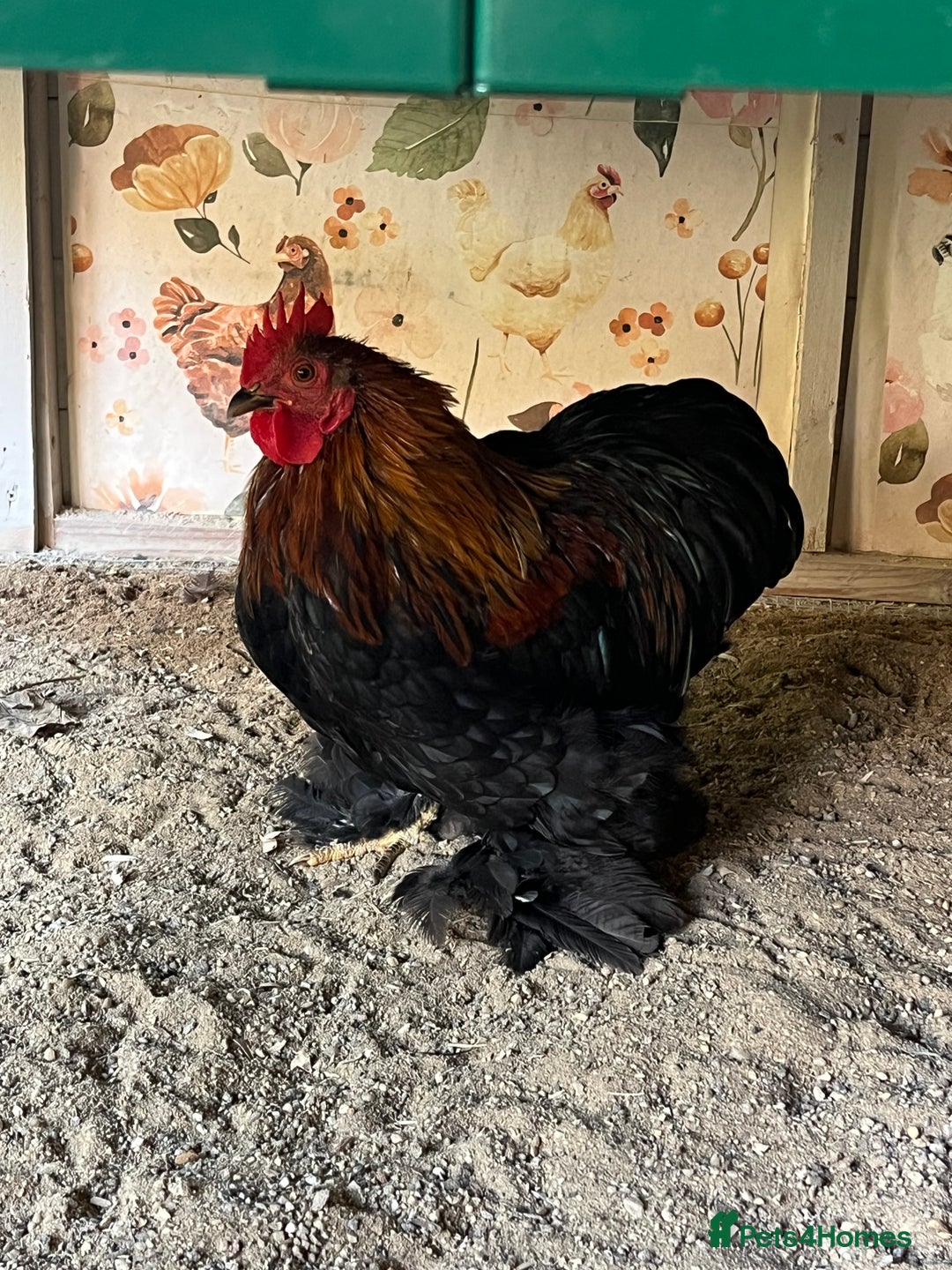 Chickens poultry for sale: 4x pekin bantams  - Image 2