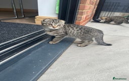 British Shorthair cats for sale: 🐾 Scottish Fold Kittens for Sale 🐾  - Image 7