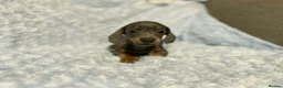 Miniature Dachshund dogs for sale: 7 beautiful puppies available  in Bradford - Advert 22
