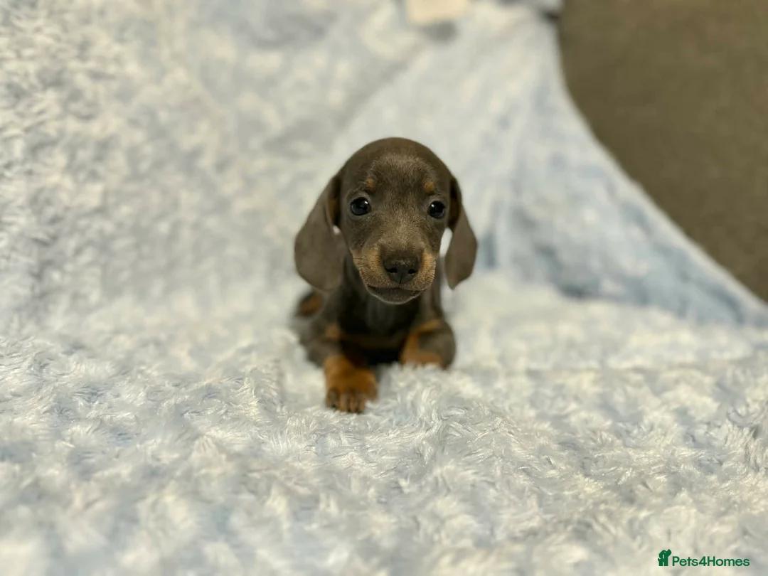 Miniature Dachshund dogs for sale: 7 beautiful puppies available  in Bradford - Advert 22