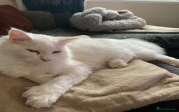 Maine Coon cats for sale: Male Maine coon - Image 4
